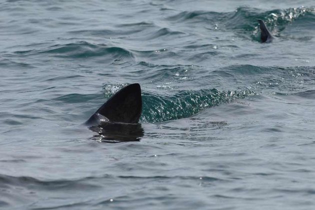 Un requin bouledogue de 3 mètres pour 150 kilos a été péché