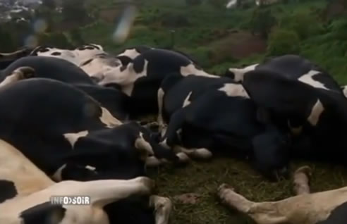 24 vaches foudroyées simultanément au Tampon
