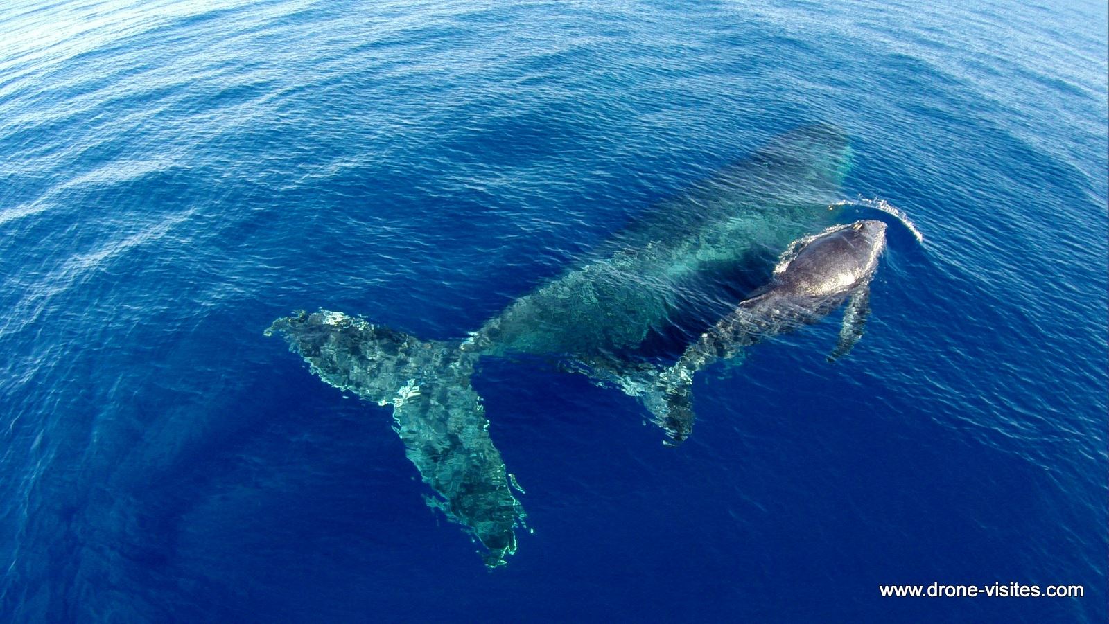 Photos de Baleines prises d’un Drone à la Réunion