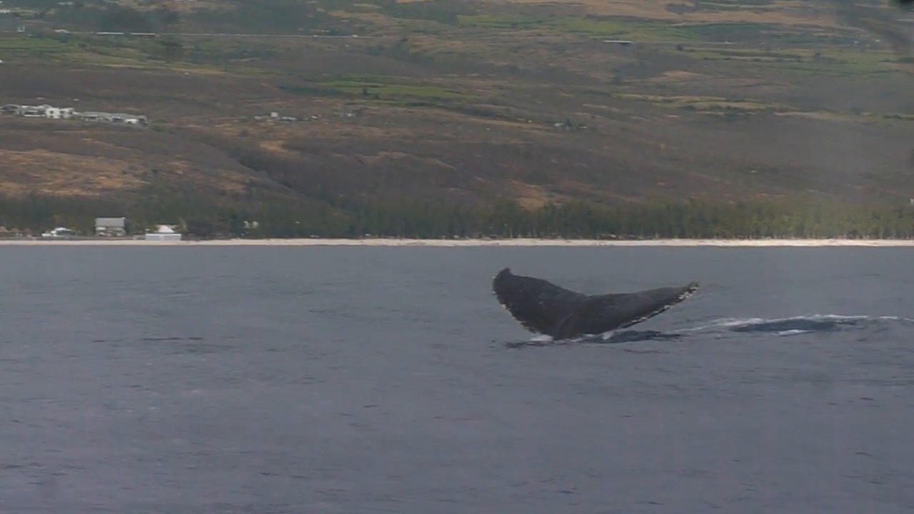 Sortie baleines à la Réunion Aout 2014