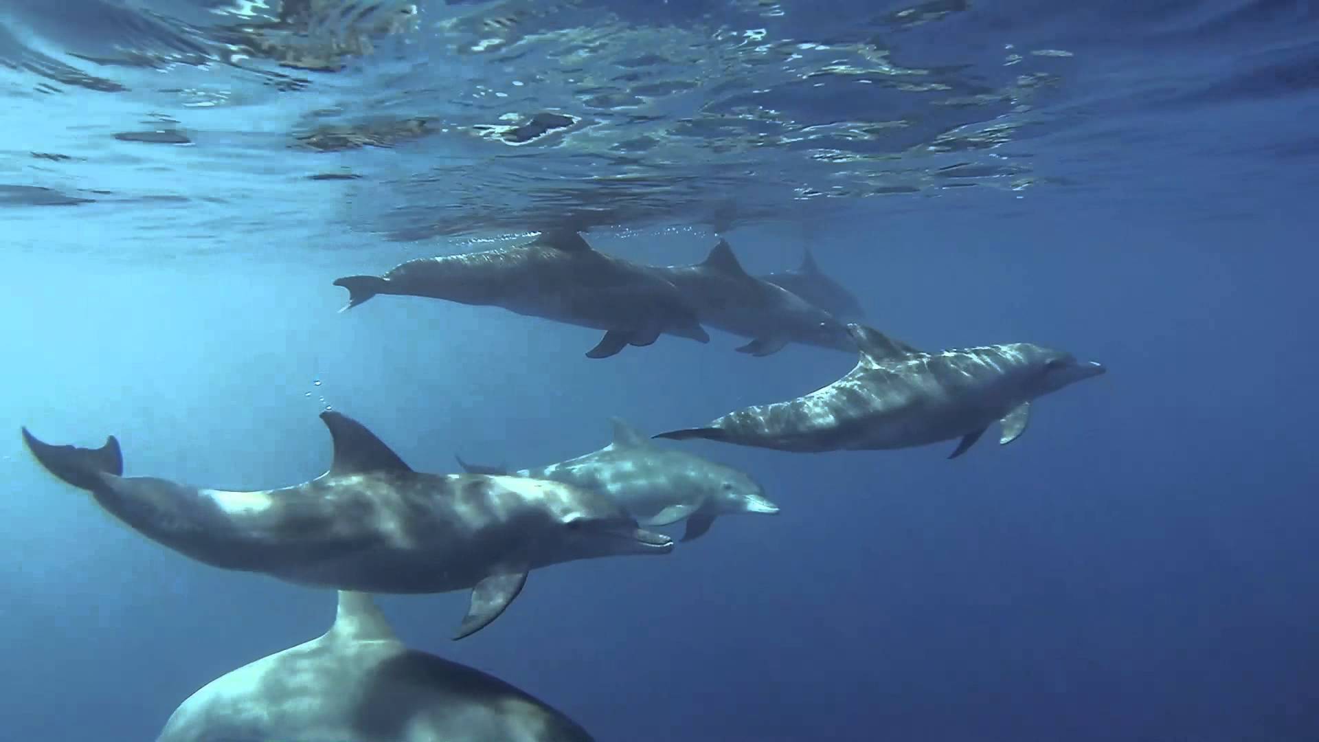 Accouplement de dauphins à la Réunion