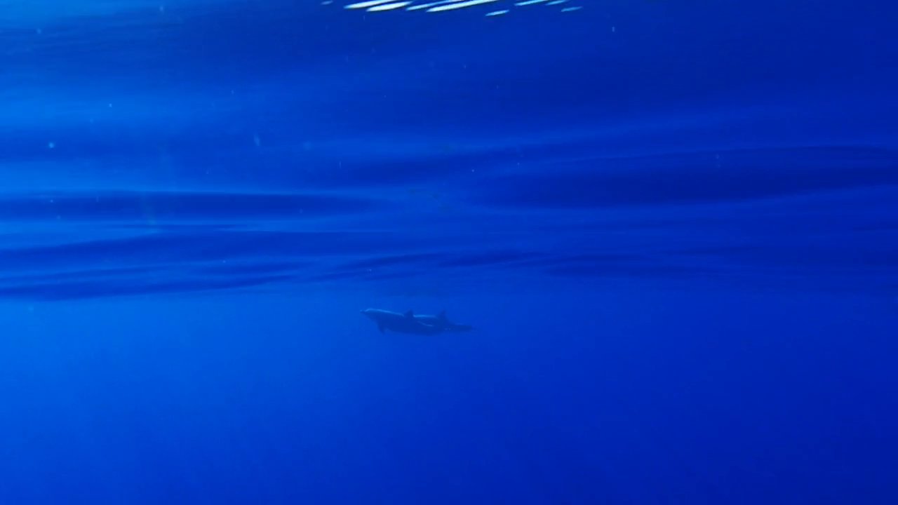 Rencontre avec des dauphins & des baleines