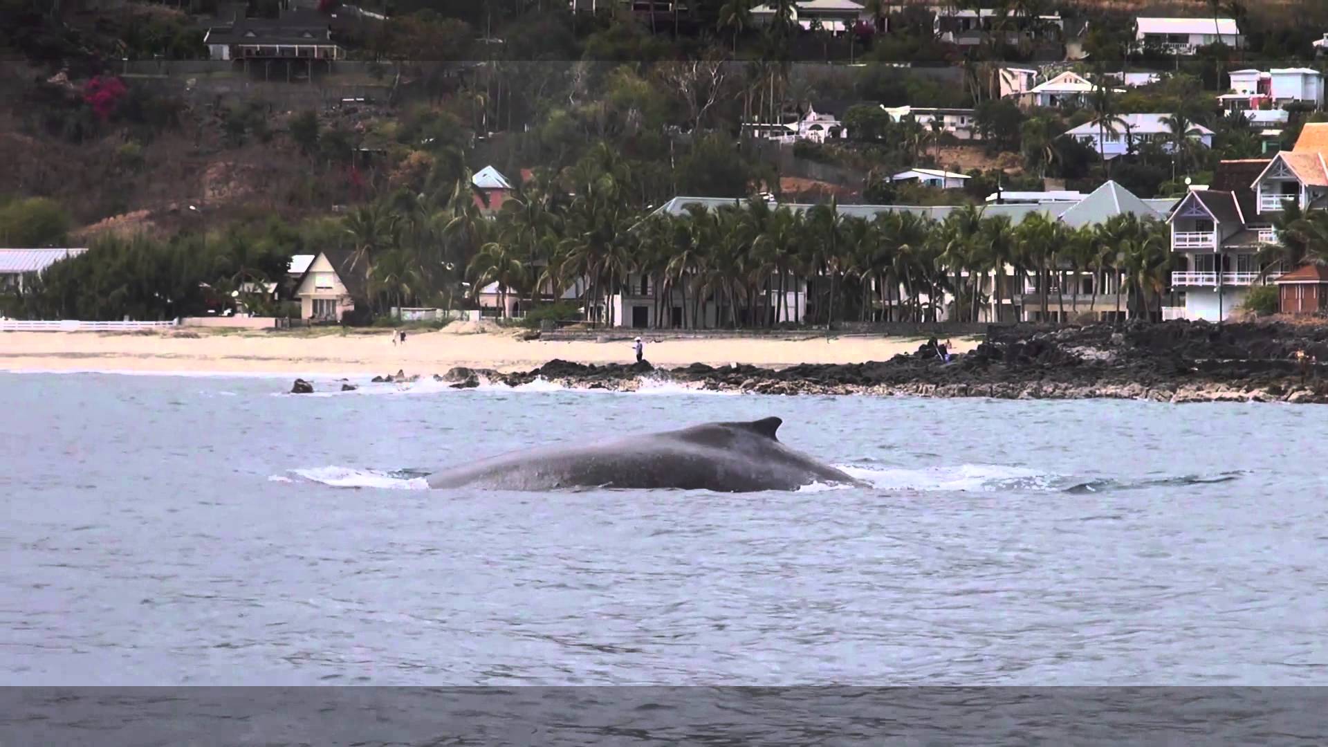 Une minute avec les baleines à la Réunion