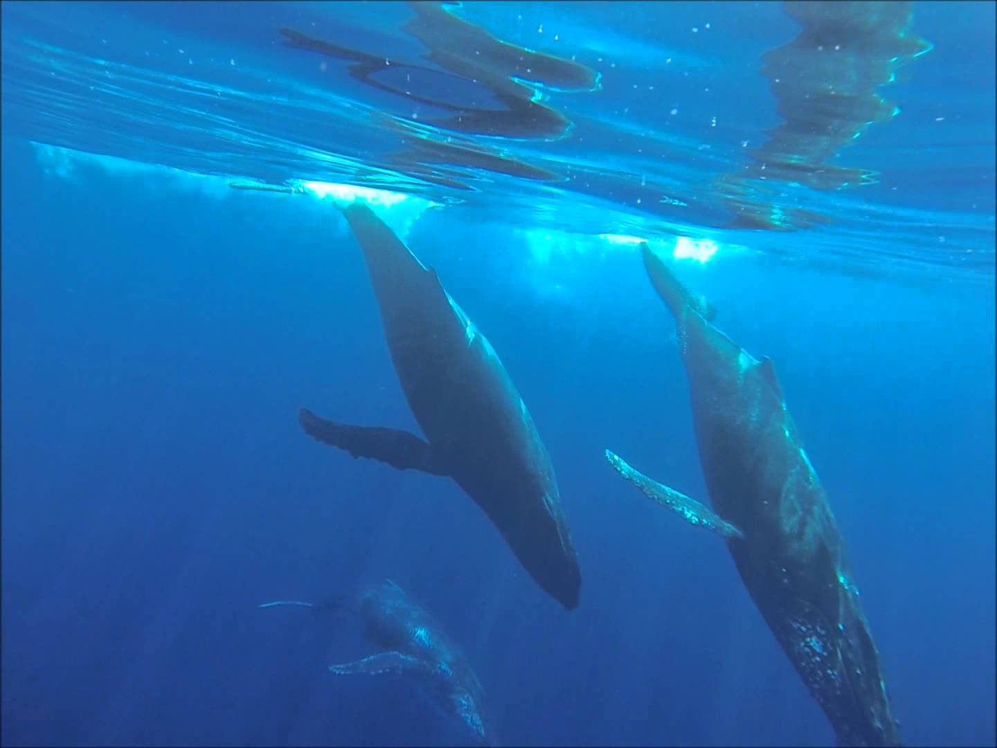 Rencontre du jour avec des dauphins et des baleines à la Réunion