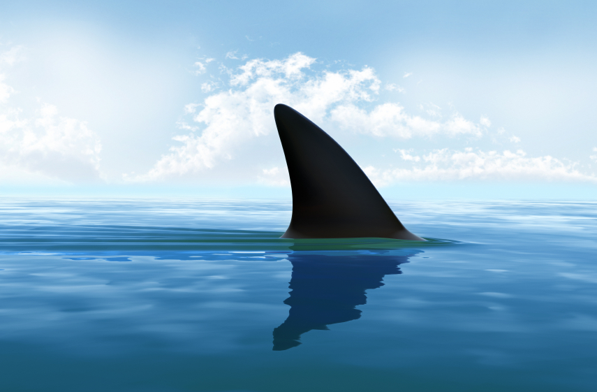 Sondage : votre avis sur le risque requin à la Réunion
