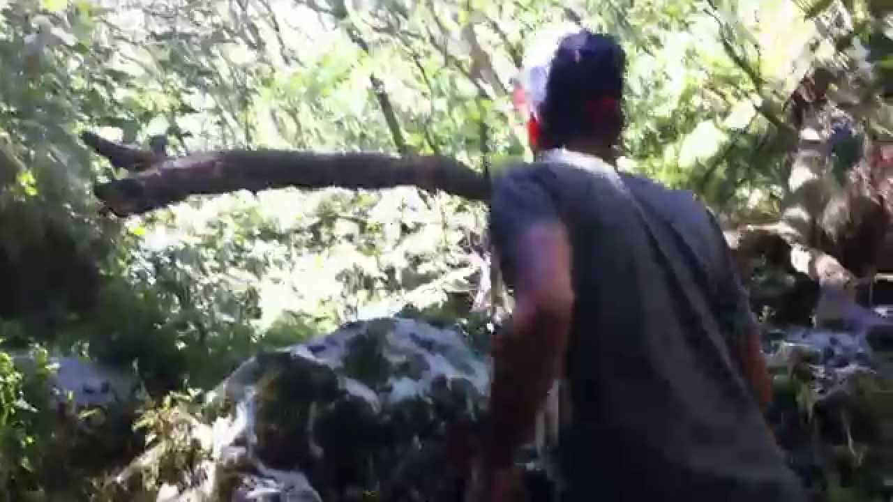 Vidéo “Bebête” dans la forêt