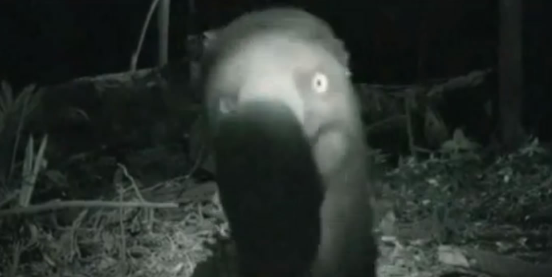 Vidéo : un Dodo apparait sur les images d’une caméra automatique