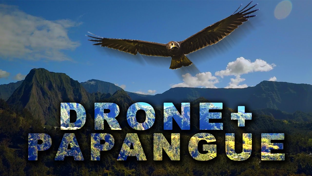 Quand un drone rencontre un papangue de la Réunion