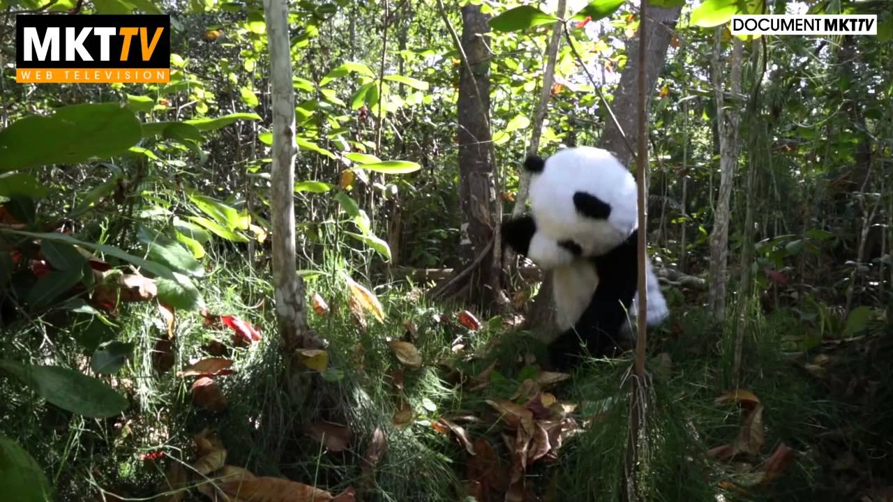 Deux Dalons ont découvert un Panda dans les hauts de la Reunion