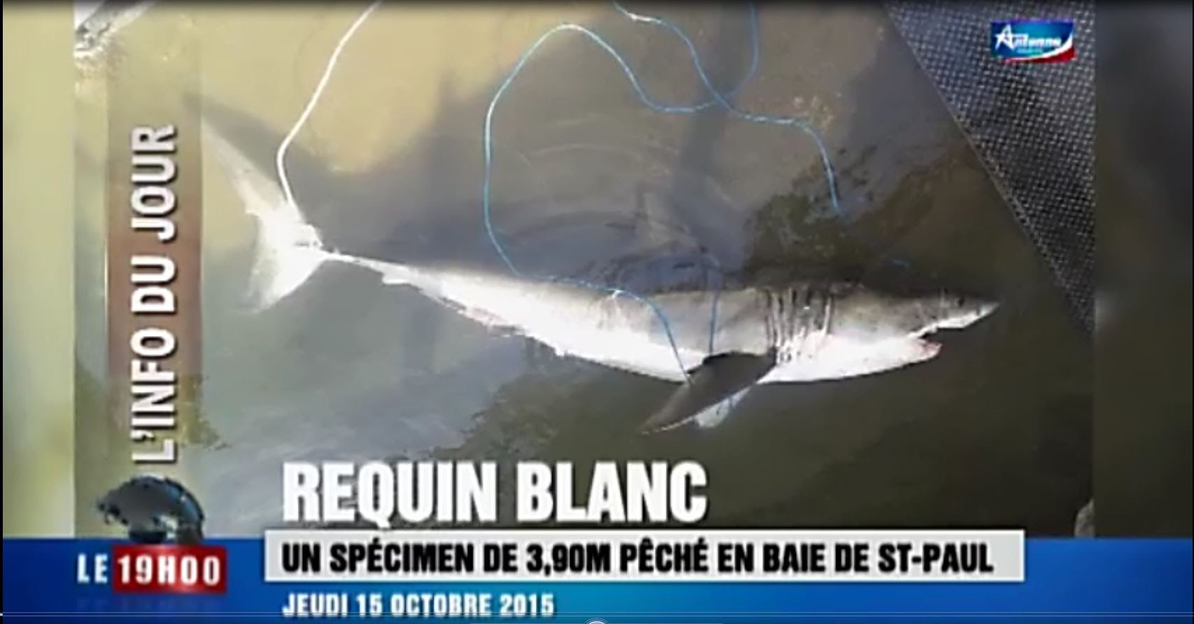 Le requin blanc pêché à la Réunion crée la polémique