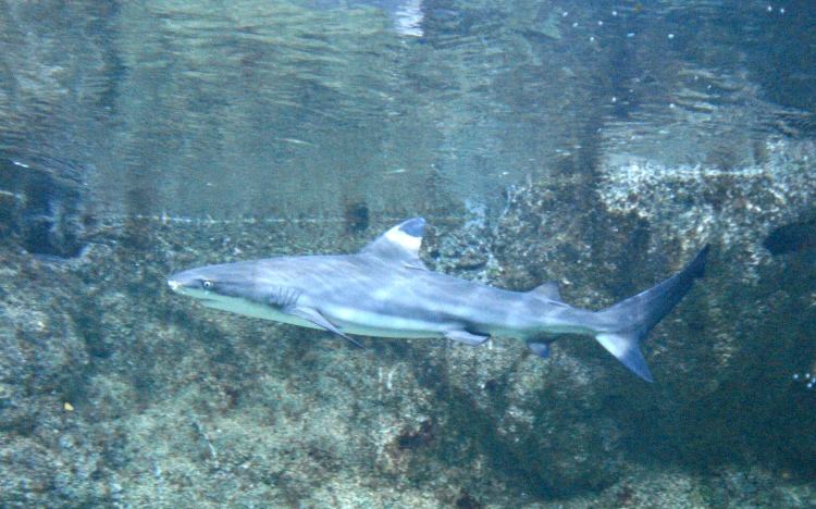 Un bébé requin bouledogue dans le port de Saint Gilles