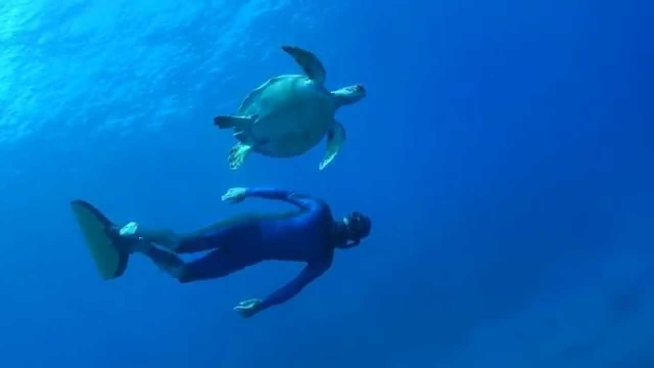 Nager avec une tortue à la Réunion