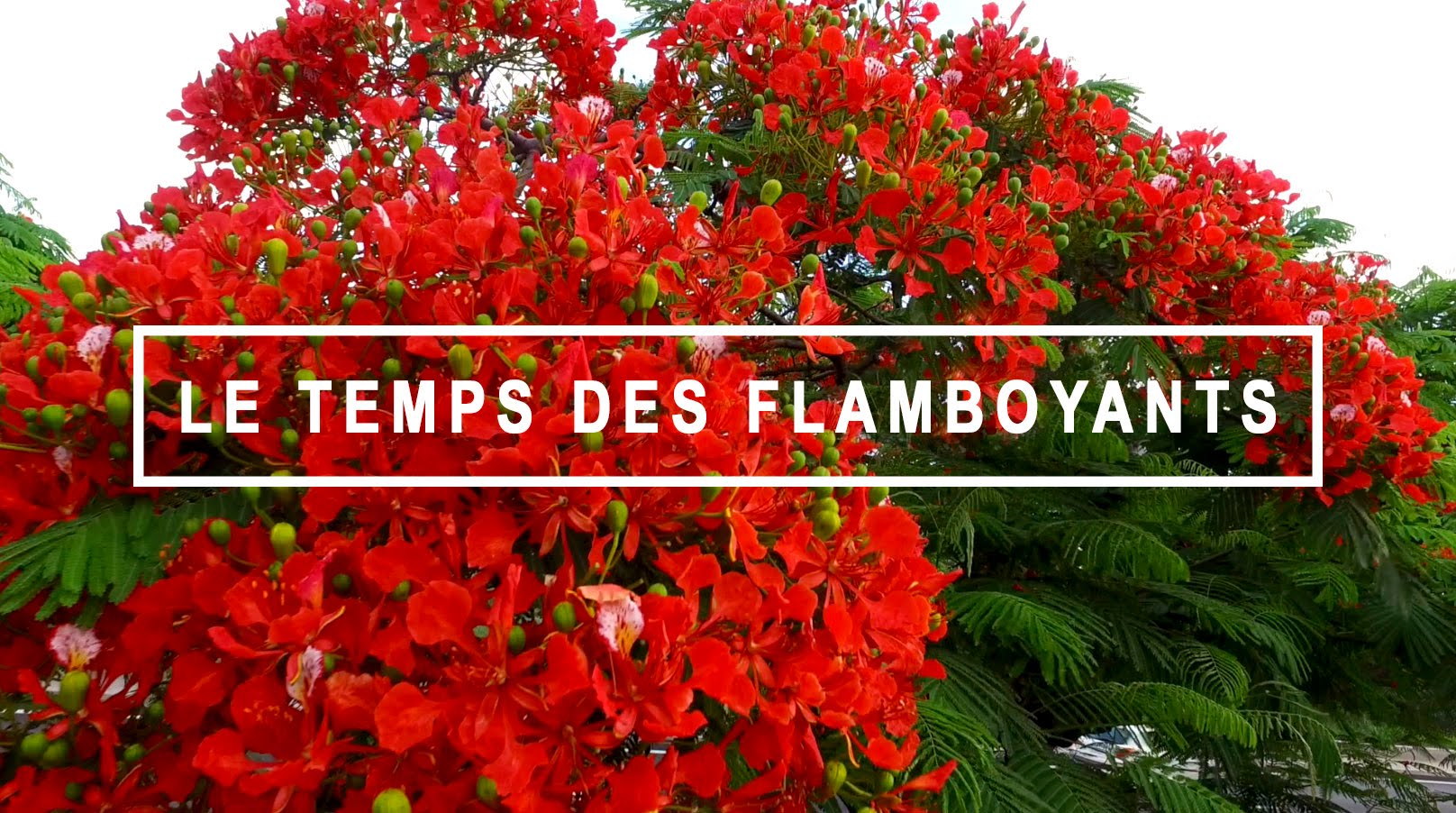 Vidéo : Le temps des Flamboyants