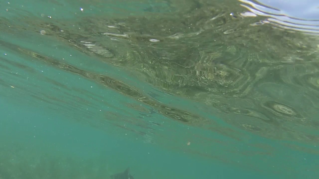 Vidéo : Rencontre d’un requin à l’ermitage en Paddle