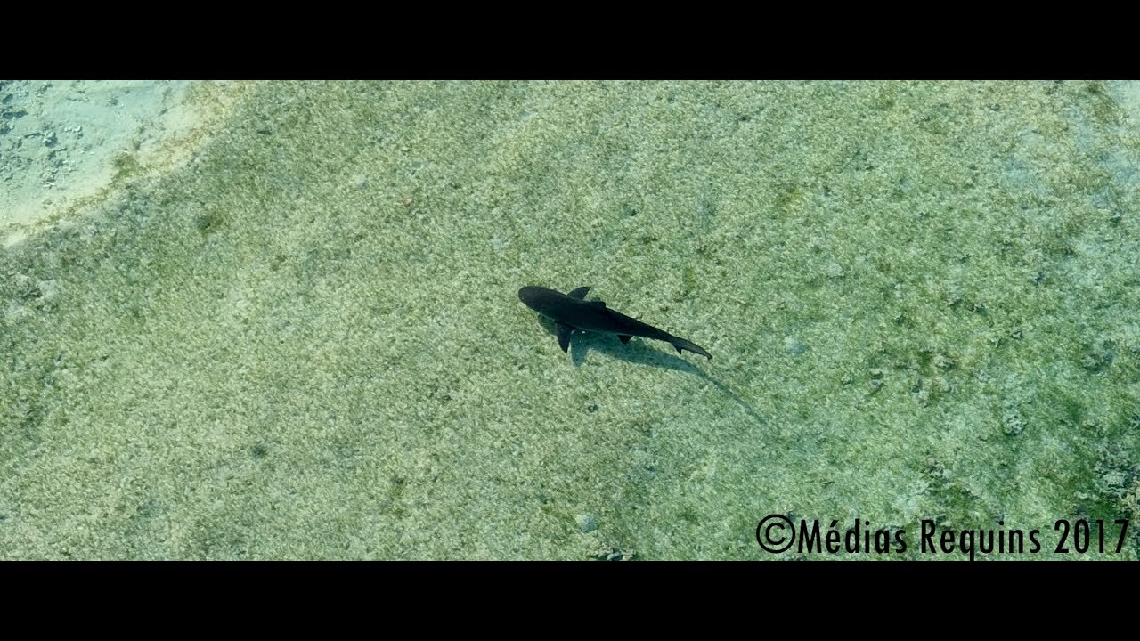 Vidéo un requin bouledogue juvénile dans le lagon de l’ermitage