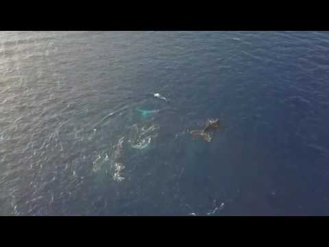 Une baleine et son baleineau au Cap La Houssaye