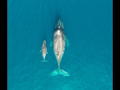 Baleines : une saison 2017 exceptionnelle à la Réunion