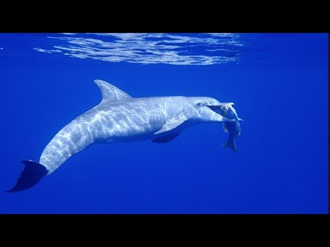 Nager avec les dauphins à la Réunion