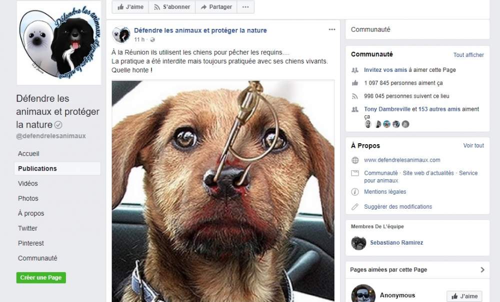 A la Réunion, on utiliserait des chiens pour pêcher le requin selon une page Facebook