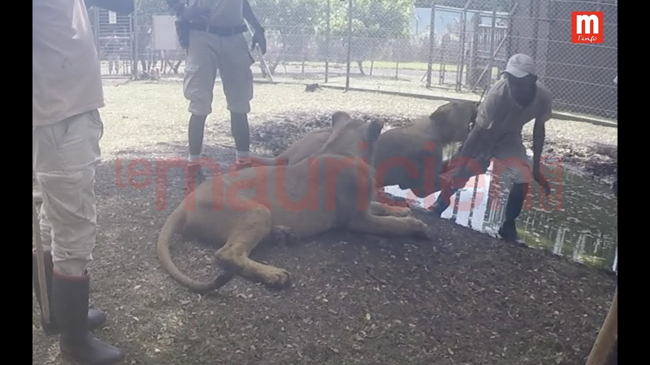 Maurice : un dresseur attaqué par un lion au parc Casela