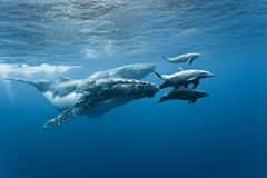 Vidéo : Baleines et dauphins nagent ensembles à la Réunion