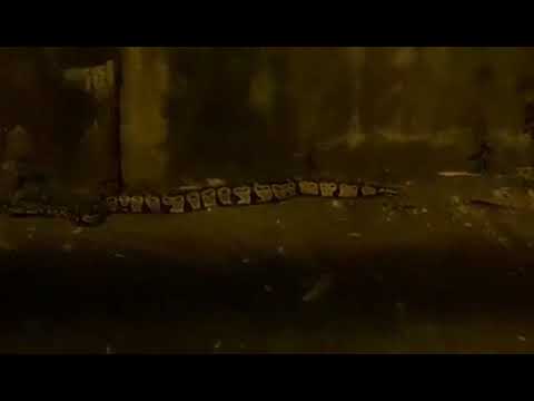 Vidéo : Un python capturé à Sainte Marie