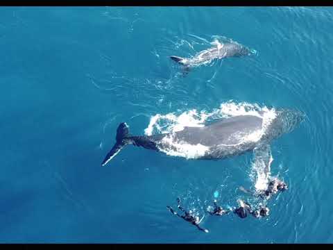 Vidéo WTF : Des baigneurs ne respectent pas la charte d’approche des baleines