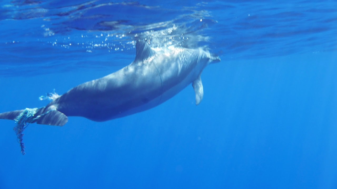 Vidéo : Il sauve un dauphin en détresse au large de l’ouest de la Réunion