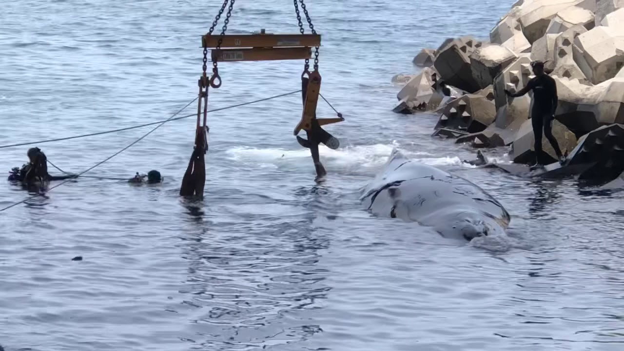 Vidéo : Un baleineau échoué mais sauvé !
