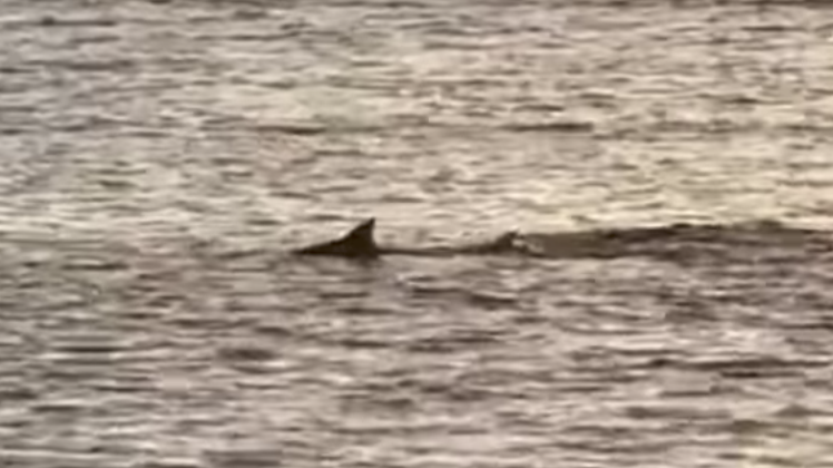 Vidéo  : Un requin dans le lagon de St Leu, un nageur à l’eau !