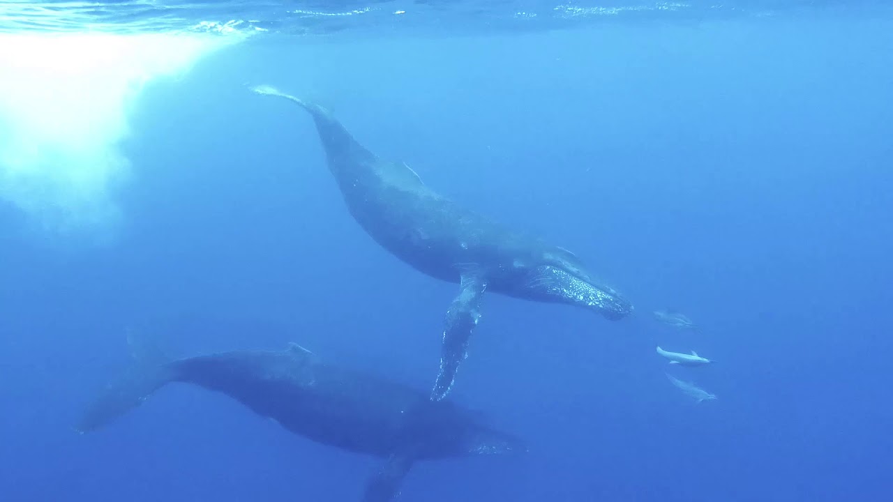 Les baleines jouent avec les dauphins à la Réunion