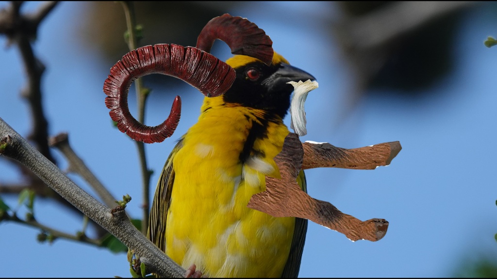 Zafer nature – zoizo belier