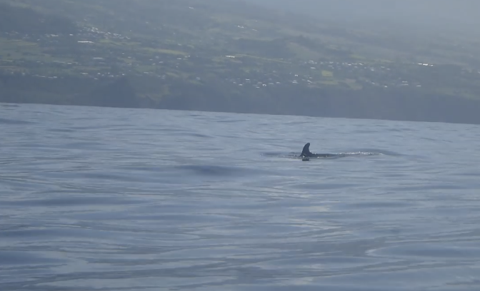 Vidéo : Des pseudo-orques au large de Saint-Pierre