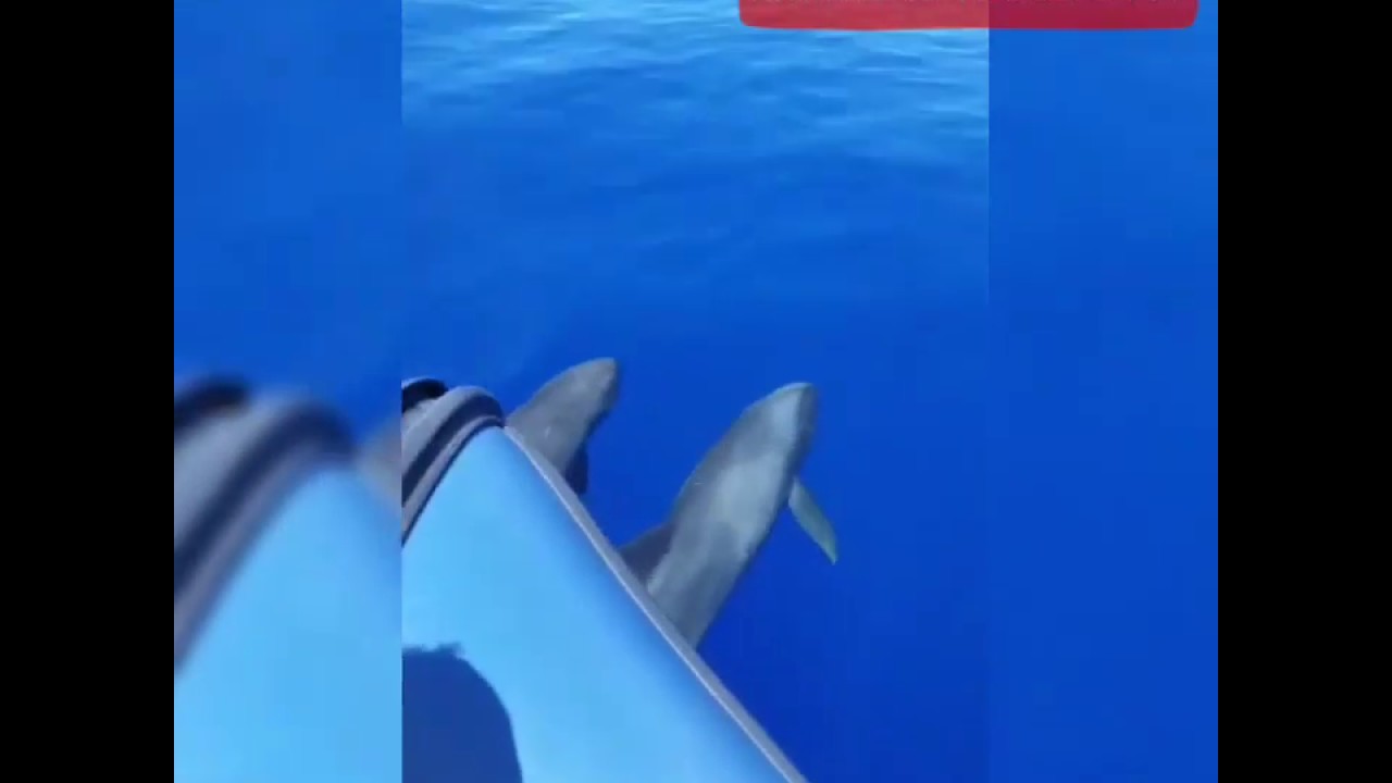Une meute de dauphins vue au large de Saint Pierre