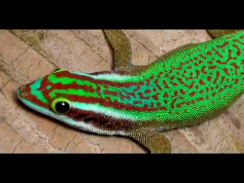Vidéo : un Gecko de Manapany